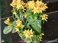 yellow-ixora-coccinea