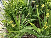 Yellow-Walking-Iris2