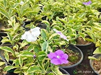 Yesterday-Today-Tomorrow-Variegated1