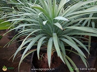 yucca