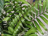Zamia-Picta-variegated5