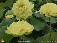 zhongtian-feicui-lotus