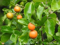 kanjiram-strychnos-nux-vomica-