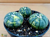 variegated-asterias-cactus