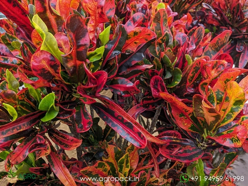 10-Varieties-of-Croton3