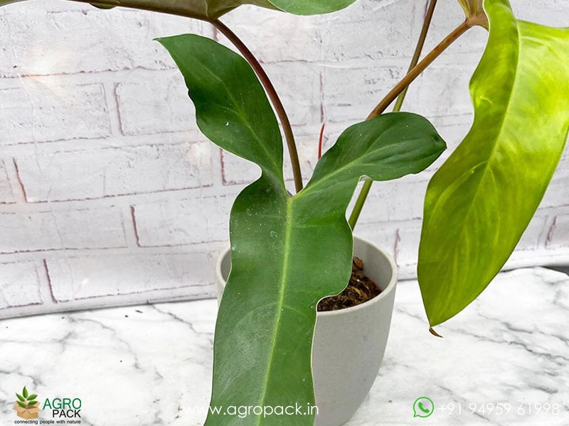 12-Varieties-of-Philodendron----Top-Cuttings12