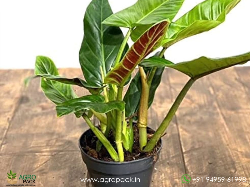 12-Varieties-of-Philodendron----Top-Cuttings2