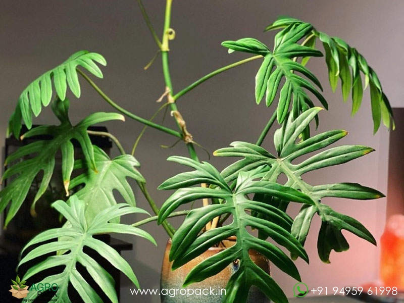 12-Varieties-of-Philodendron----Top-Cuttings3