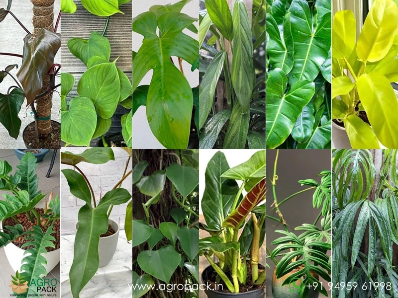 plant sansevieria Laurentii Sansevieria Snake Plant