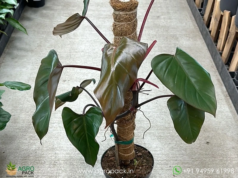 12-Varieties-of-Philodendron-Top-Cuttings4