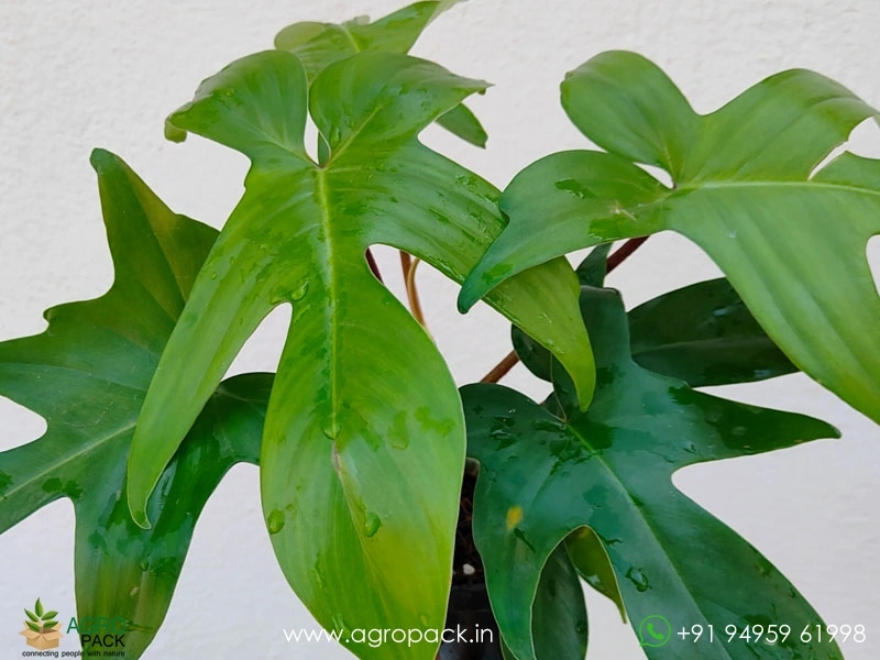12-Varieties-of-Philodendron-Top-Cuttings7