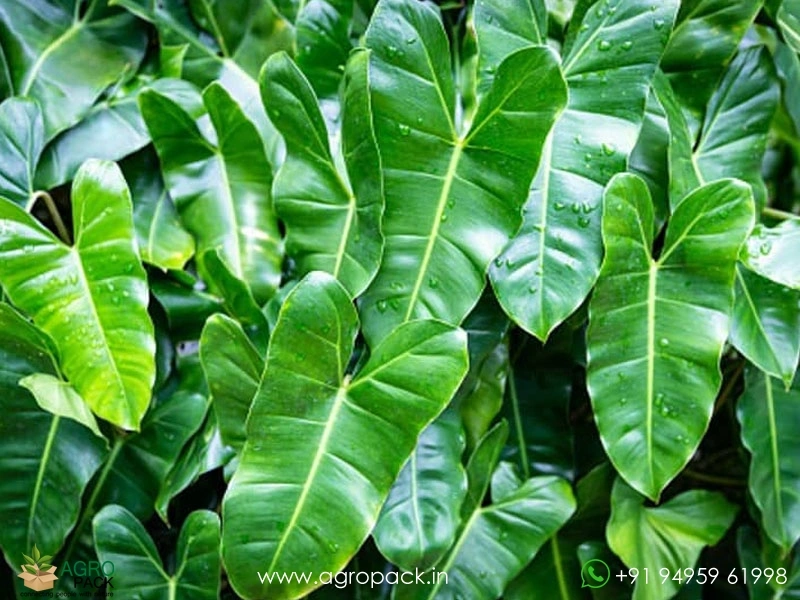 12-Varieties-of-Philodendron-Top-Cuttings9