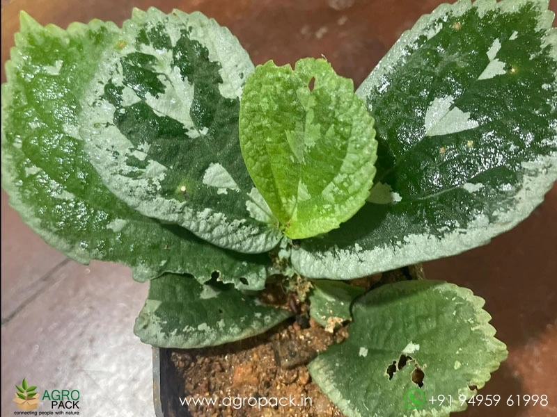 3-Elatostema-Varieties2