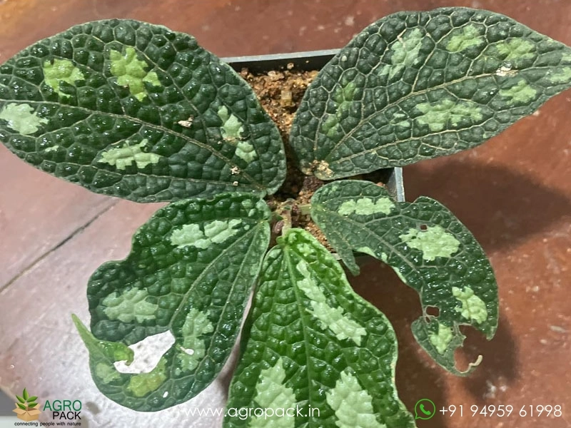 3-Elatostema-Varieties3