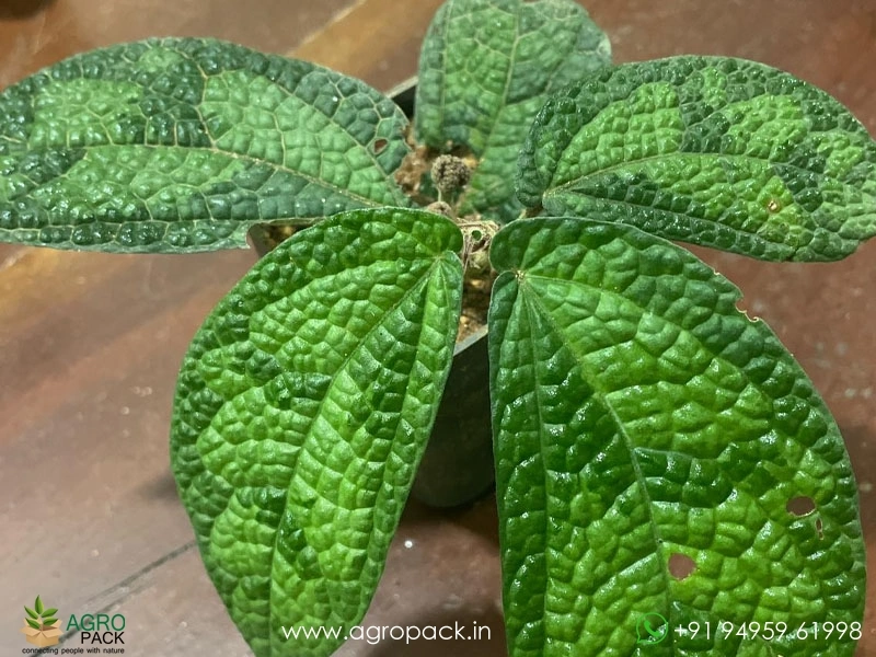 3-Elatostema-Varieties4