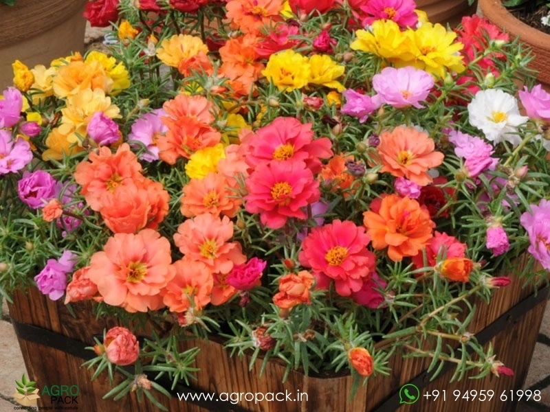 60-Portulaca-10-O-Clock-Varieties2