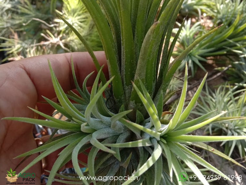 7-Types-Of-Air-Plants1