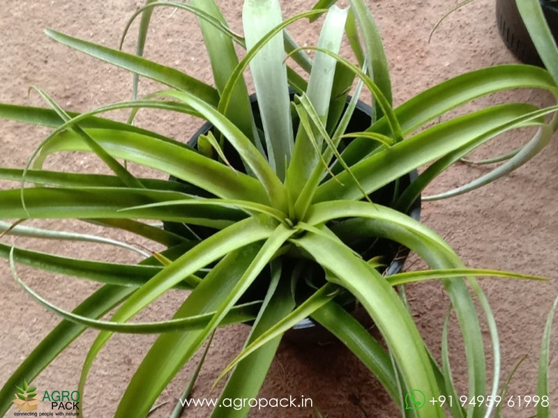 7-Types-Of-Air-Plants5