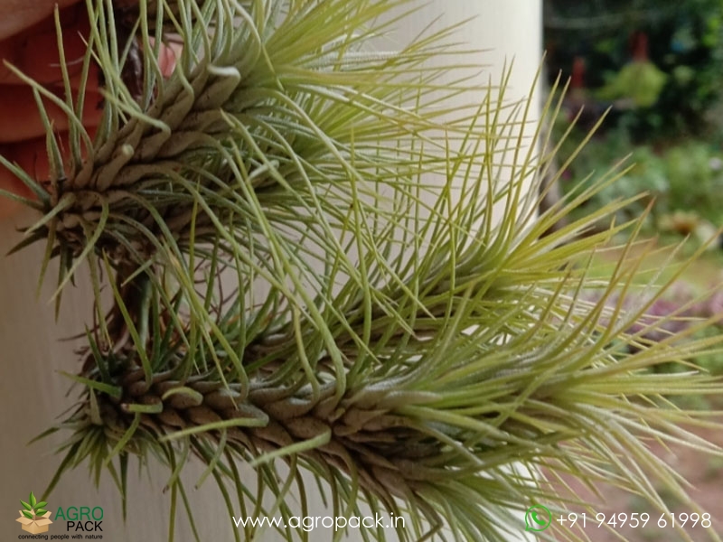 7-Types-Of-Air-Plants6