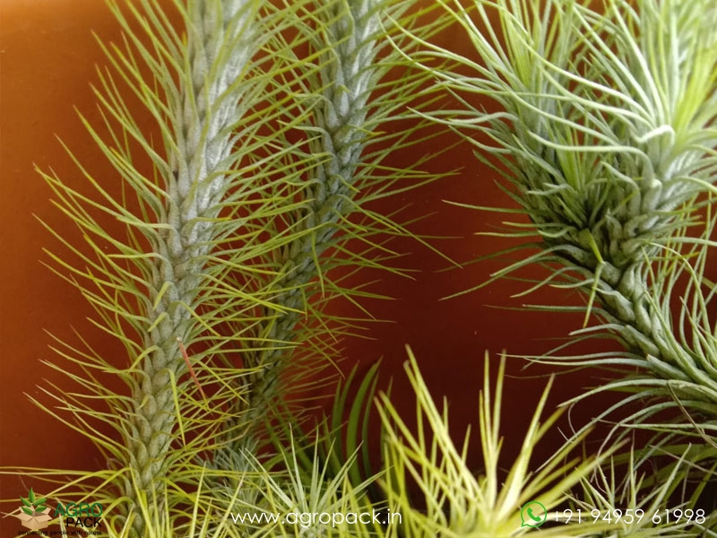 7-Types-Of-Air-Plants7