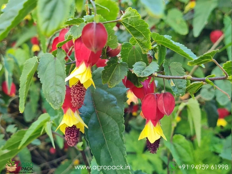 Abutilon-megapotamicum1