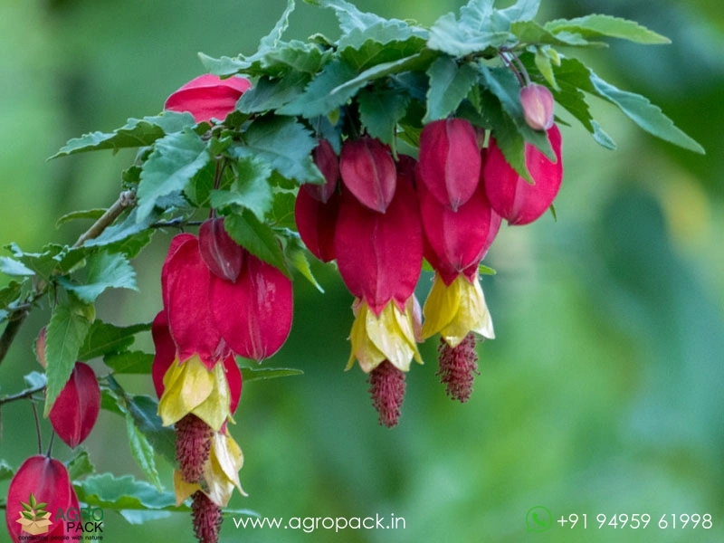 Abutilon-megapotamicum2