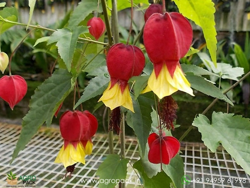 Abutilon-megapotamicum4