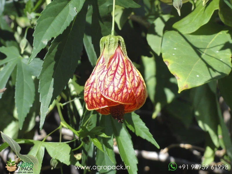 Abutilon-pictum2