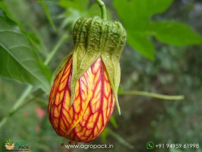 Abutilon-pictum3