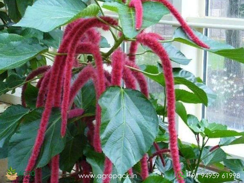Acalypha-hispida1