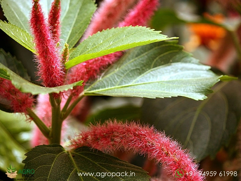 Acalypha-hispida2