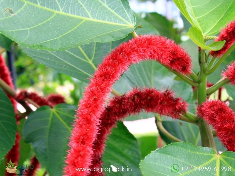 Acalypha-hispida3