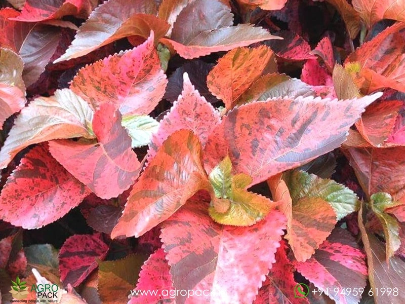 Acalypha-wilkesiana2