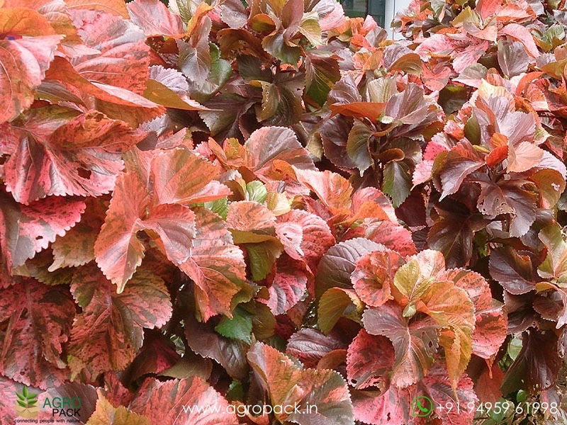 Acalypha-wilkesiana3