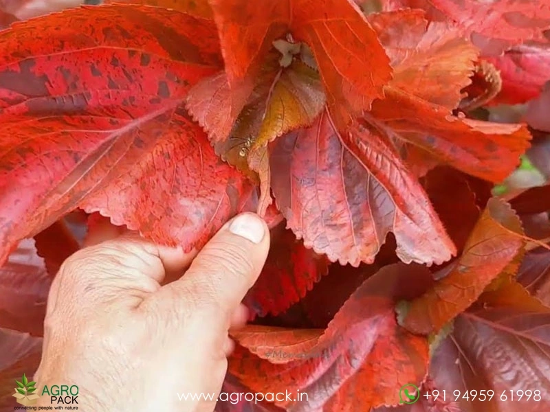 Acalypha-wilkesiana4
