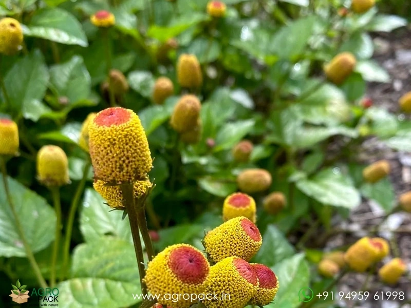 Acmella-oleracea-toothache2