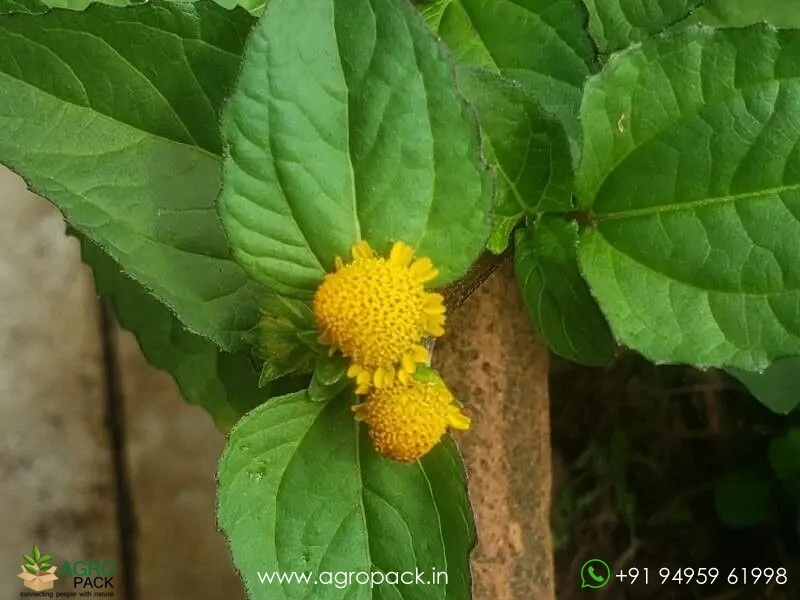 Acmella-oleracea-toothache3