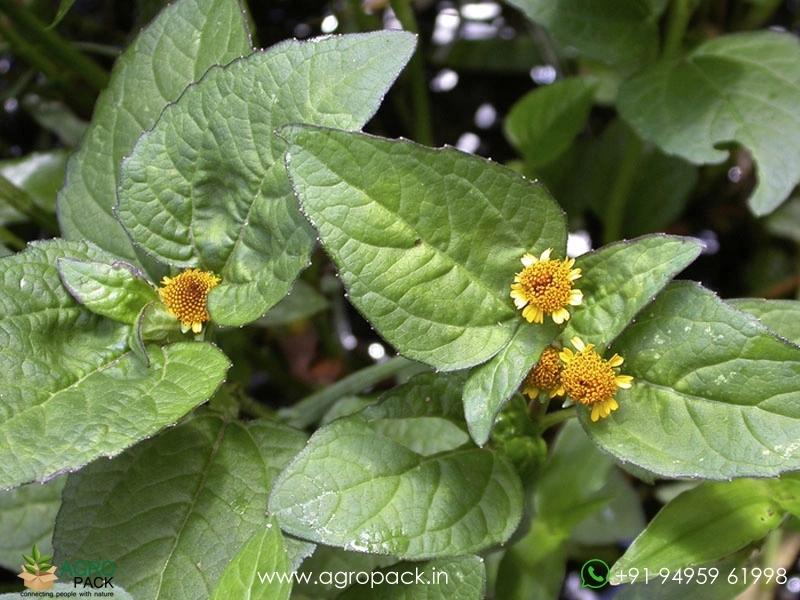 Acmella-oleracea-toothache4