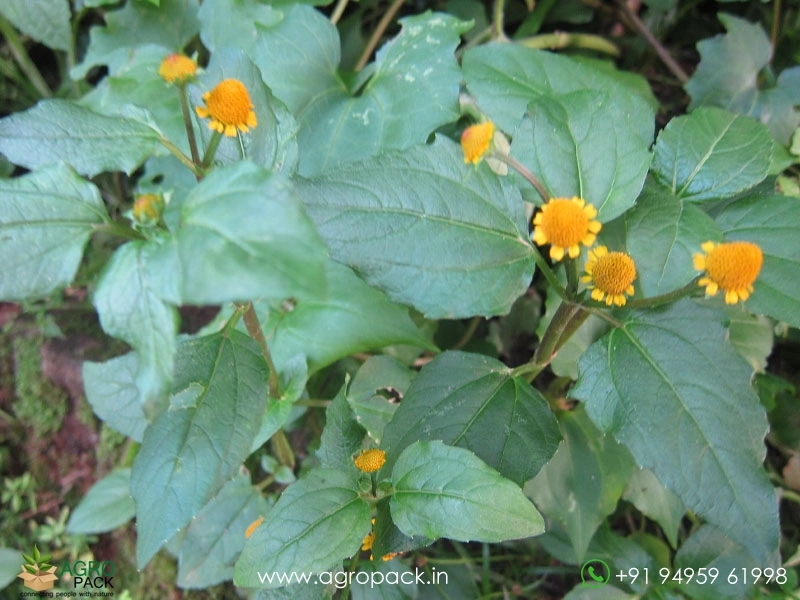 Acmella-oleracea-toothache5