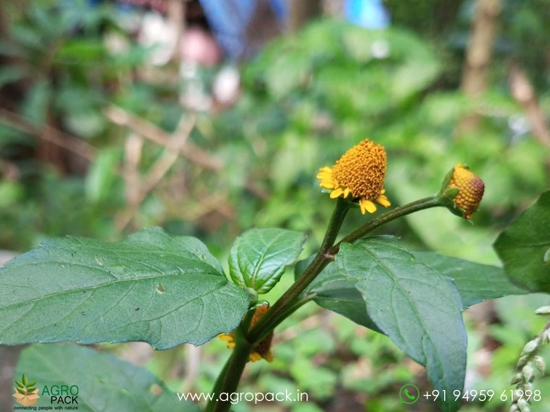 Acmella-oleracea-toothache6