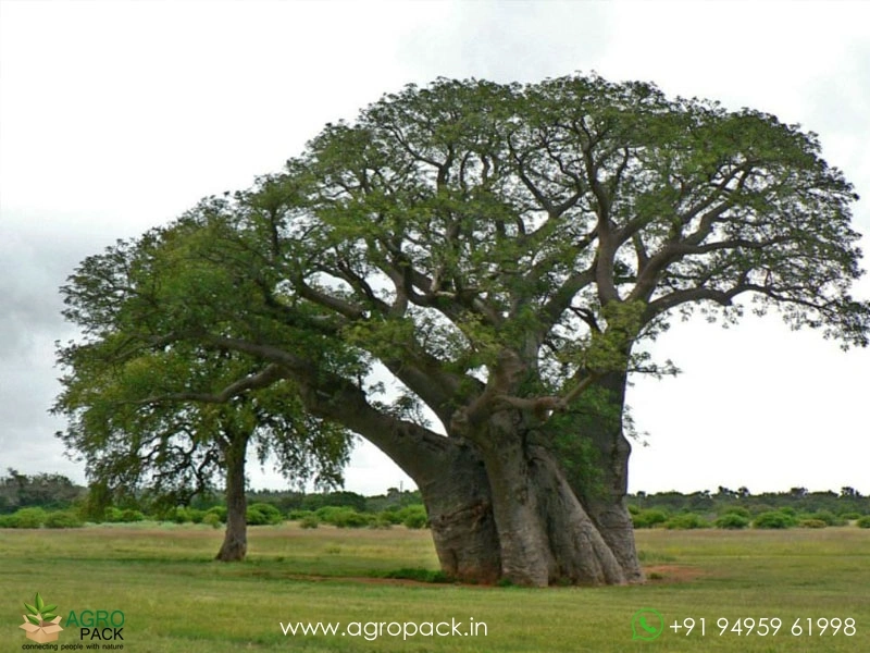 Adansonia-digitata5