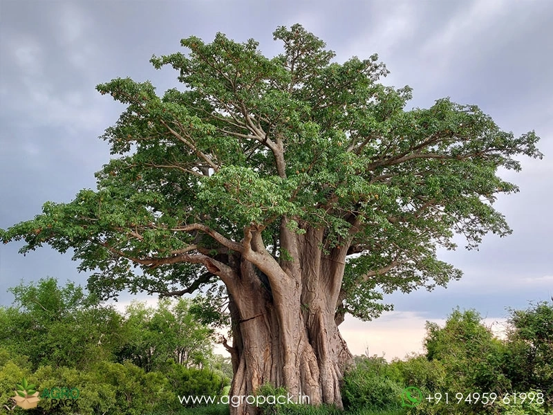 Adansonia-digitata6
