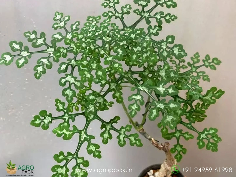 Adenia-Perrieri1