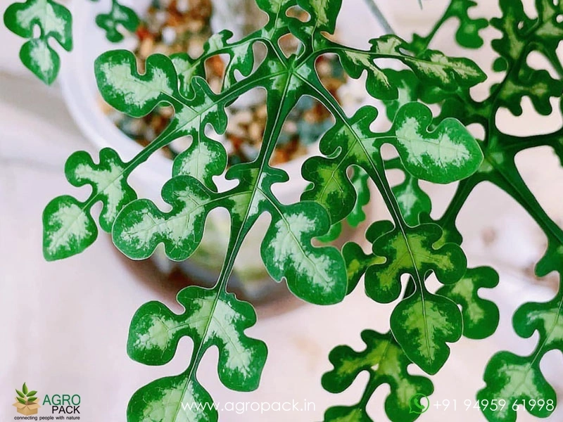 Adenia-Perrieri4