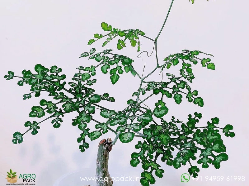 Adenia-Perrieri5
