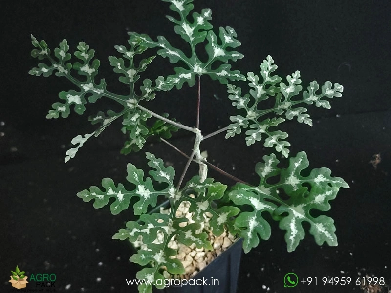 Adenia-Perrieri6