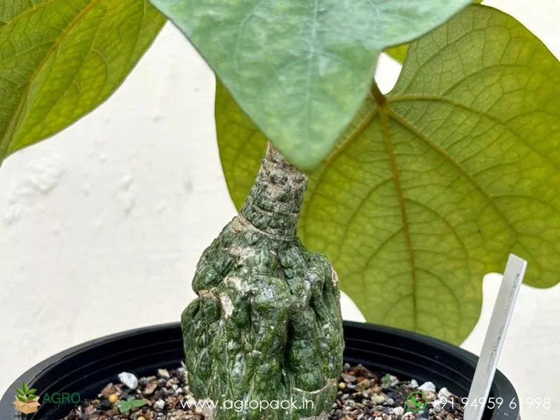 Adenia-Stylosa-Purple-vine-of-evil5
