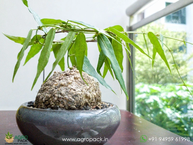Adenia-penangiana1
