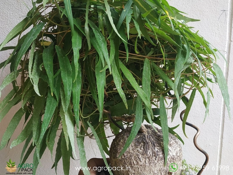 Adenia-penangiana2