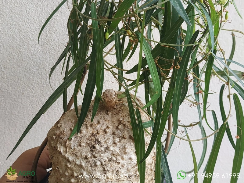 Adenia-penangiana3